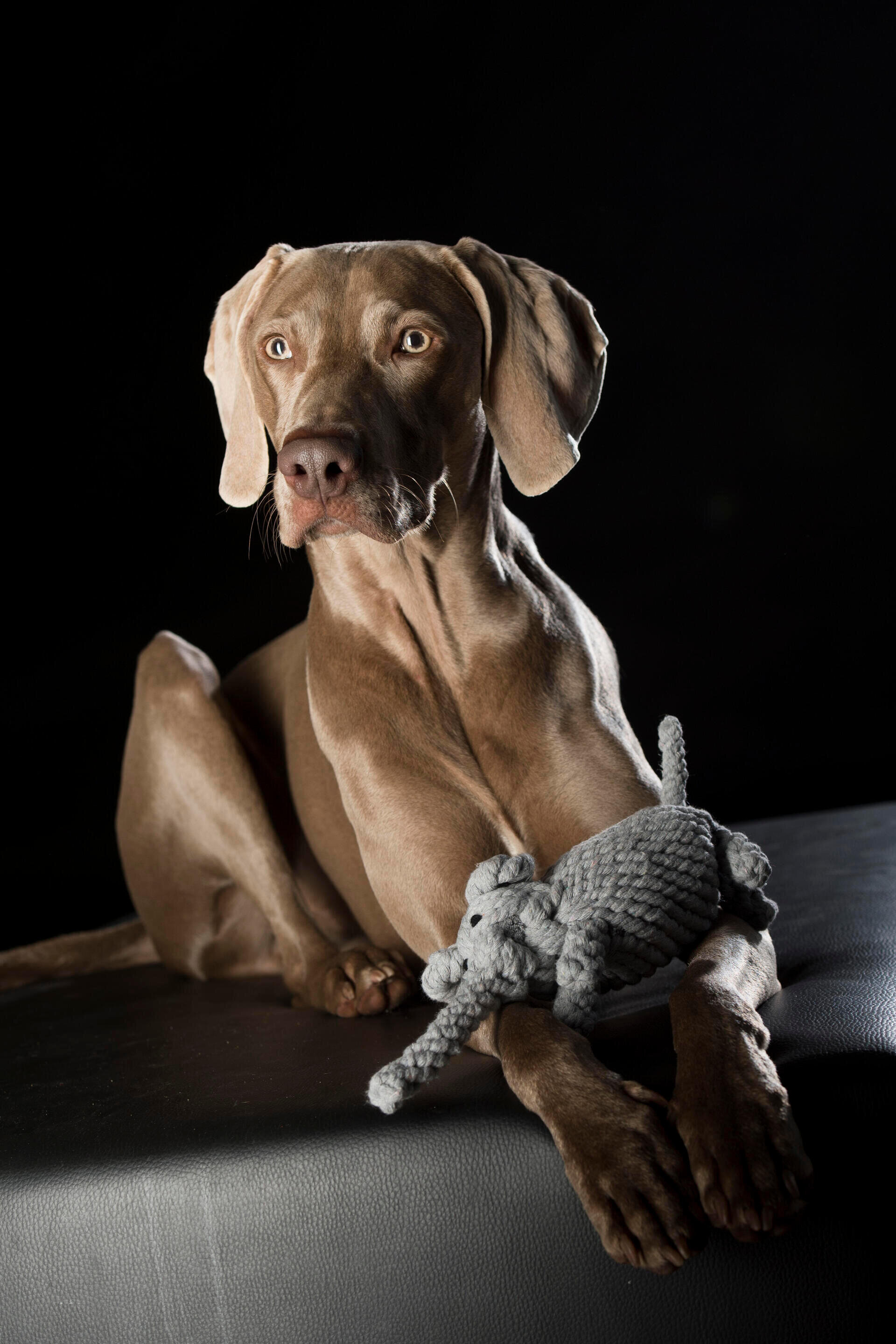 Baumwollspielzeug "Elton Elefant" für Hunde