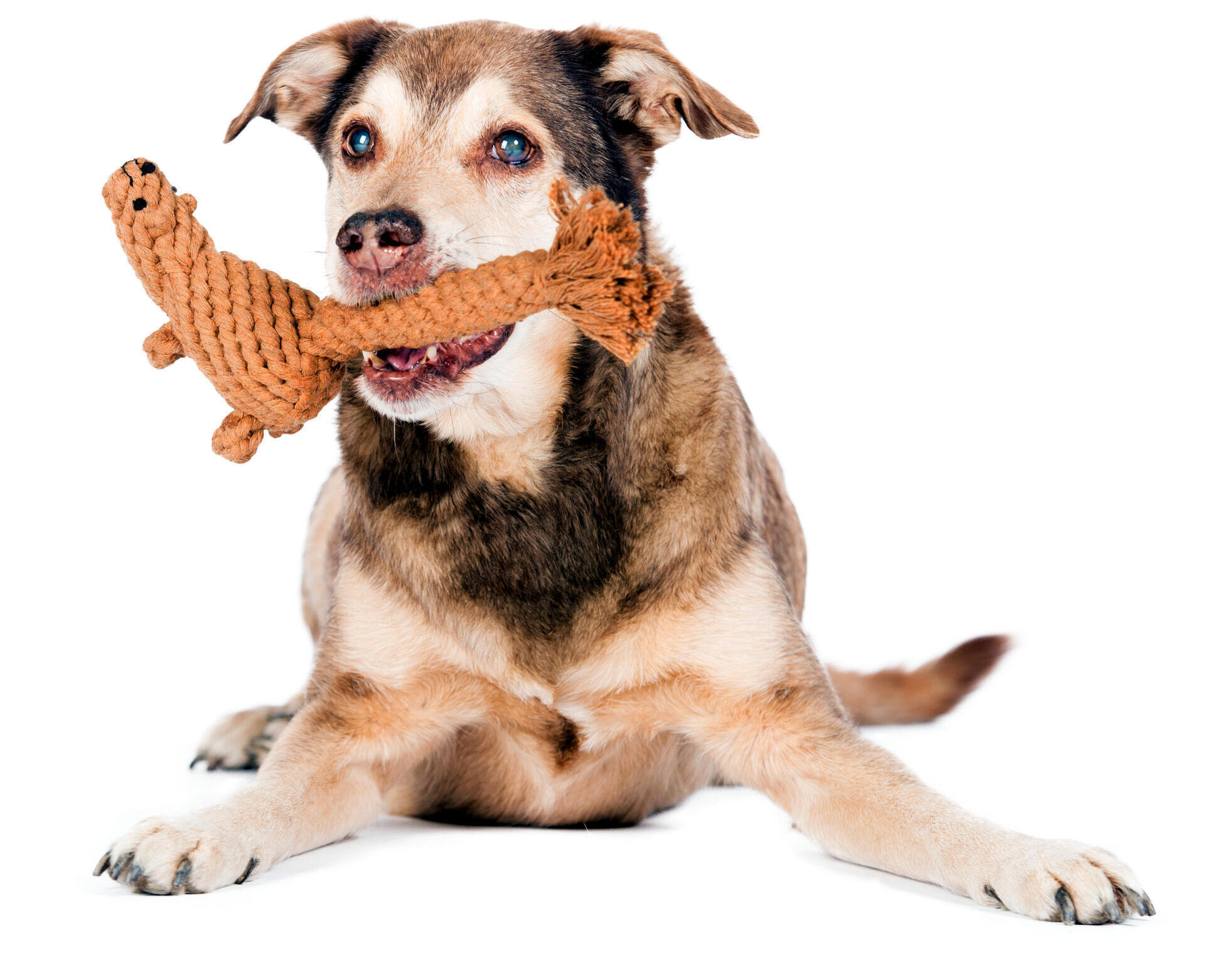 Baumwollspielzeug "Eddie Eichhorn" für Hunde Baumwollspielzeug "Eddie Eichhorn" für Hunde