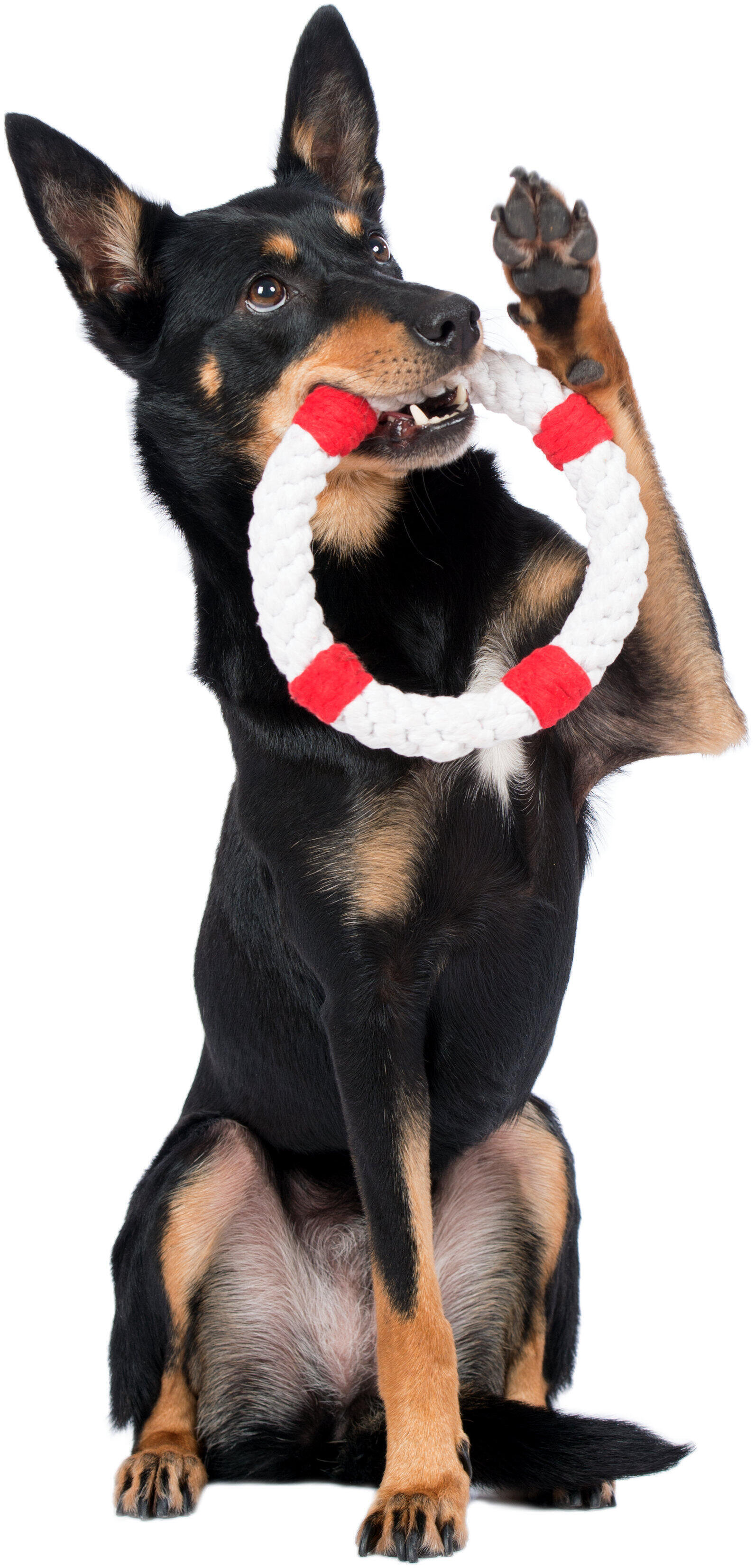Hundespielzeug "Rita Rettungsring" aus Baumwolle
