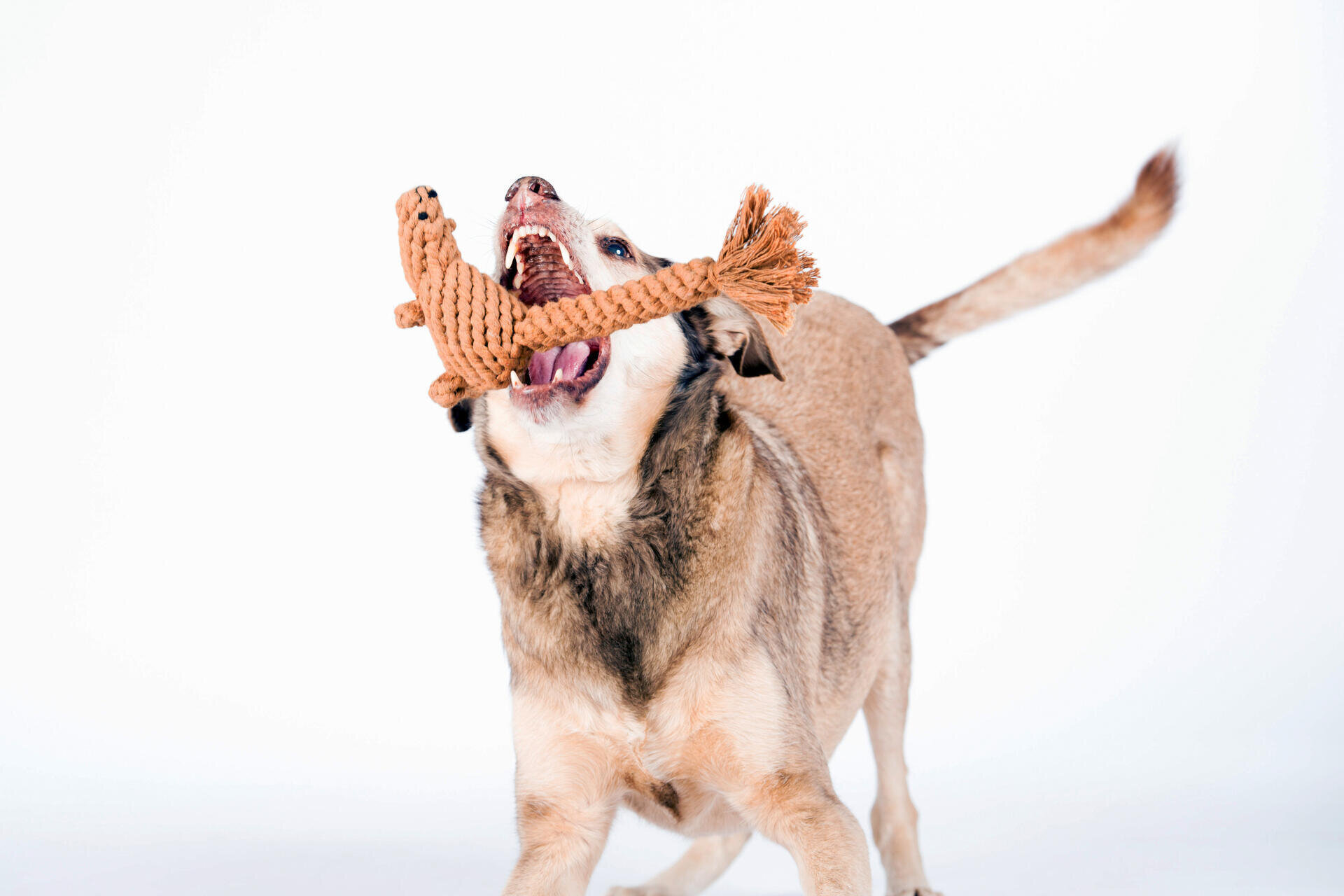 Baumwollspielzeug "Eddie Eichhorn" für Hunde